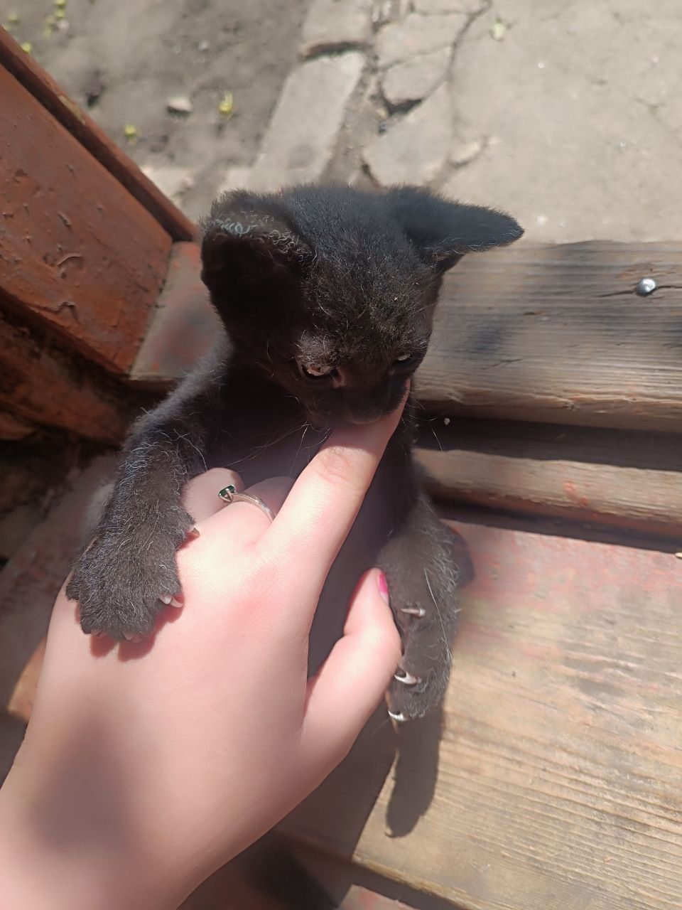 Отдаю в добрые руки троих чёрных породистых котят