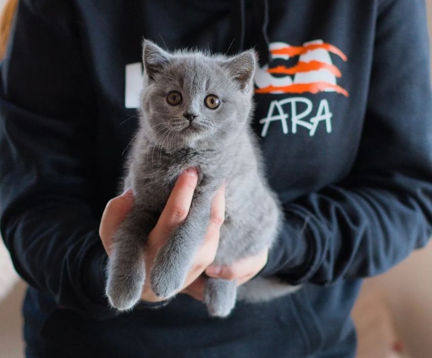 Маленький комочек счастья ждёт вас