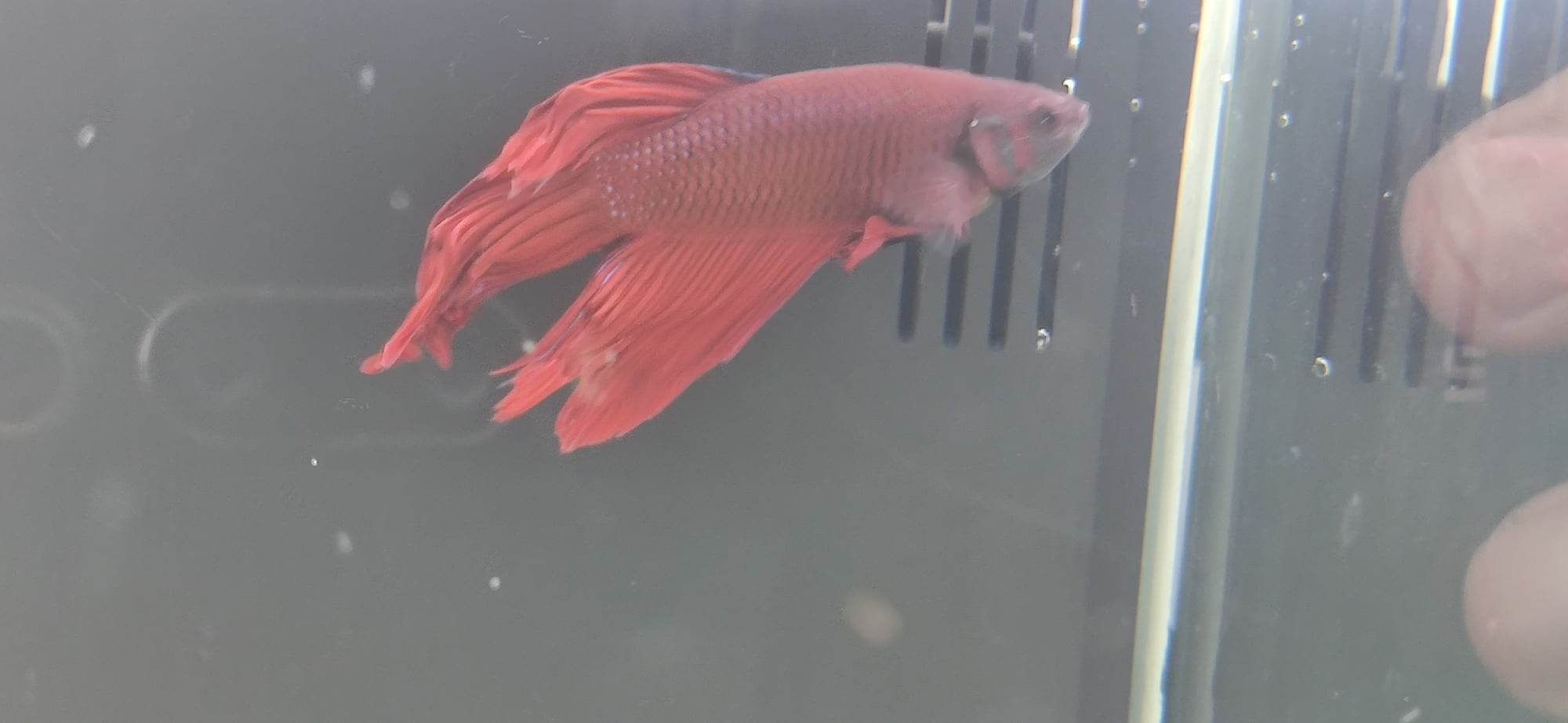 Bettas splendens - criação própria