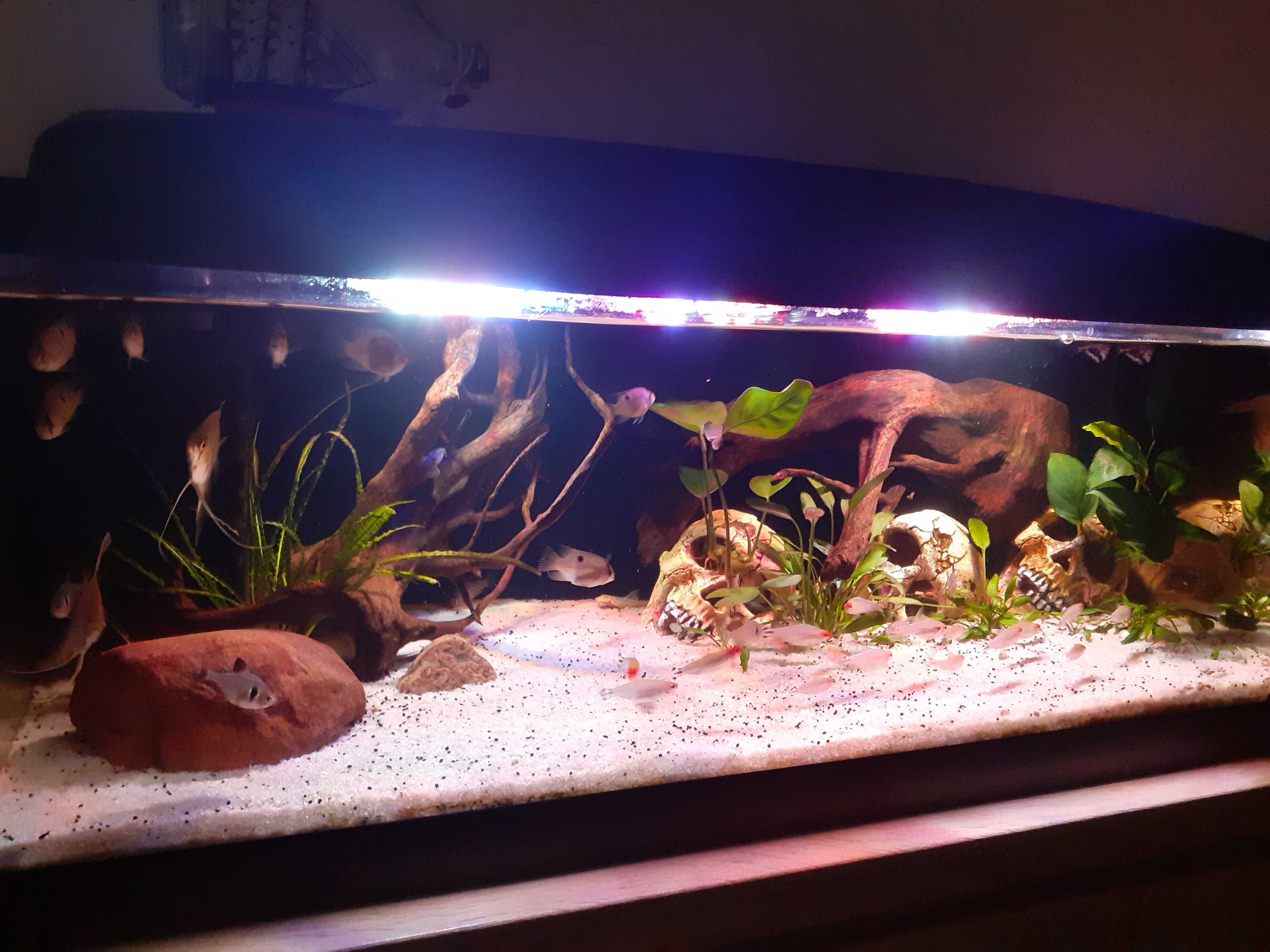 Akwarium z pokrywą 80x35x30