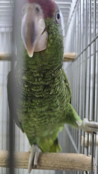 Papagaio viridigenalis