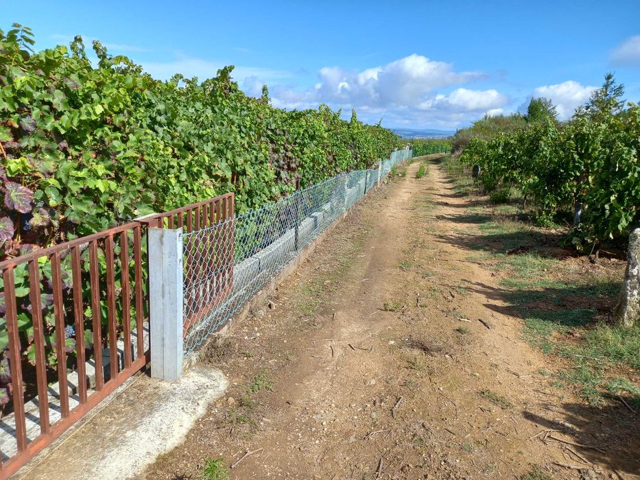 vinha com quase meio hectare