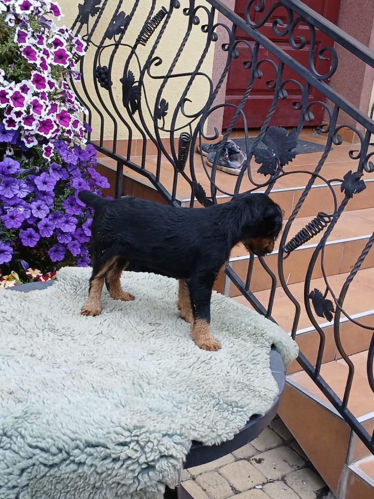 Terrier niemiecki śliczny piesek