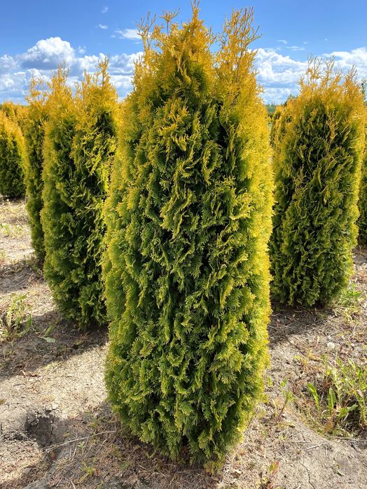 Thuja Smaragd 300-350 cm i inne tuja Szmaragd żywopłot Transport