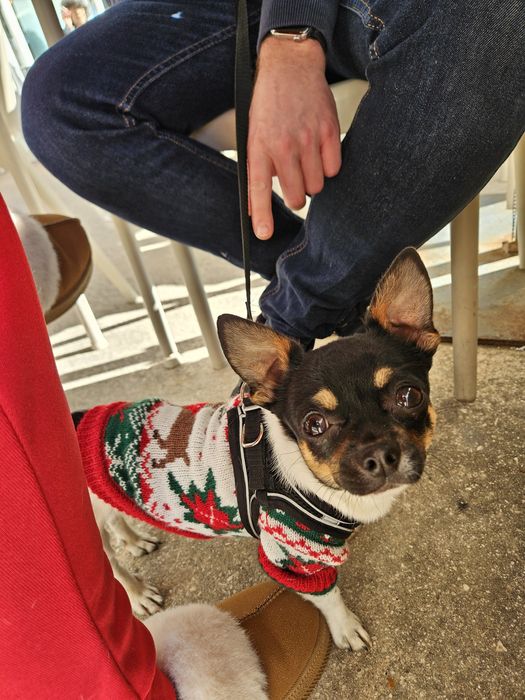 Procuro namorada Searching for my girlfriend chihuahua