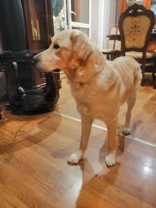 Golden Retriever z Rodowodem suczka dorosła