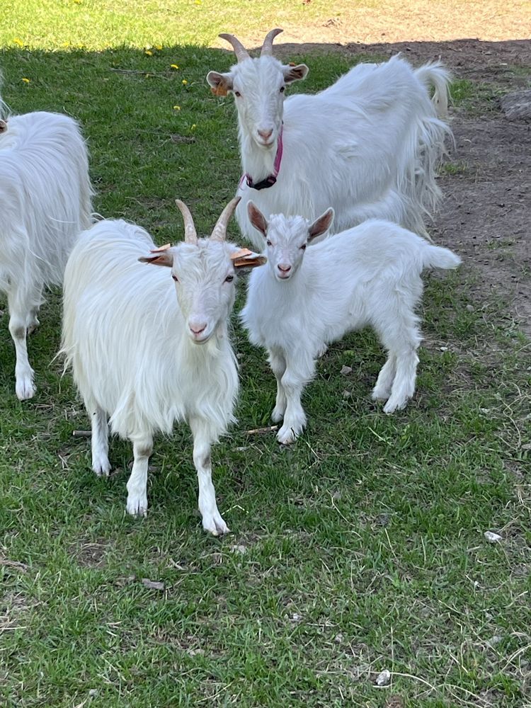 Koziołek karpacki kozy rasy karpackiej