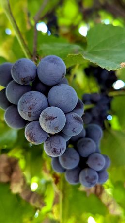 Виноград на вино, наливку, винний виноград