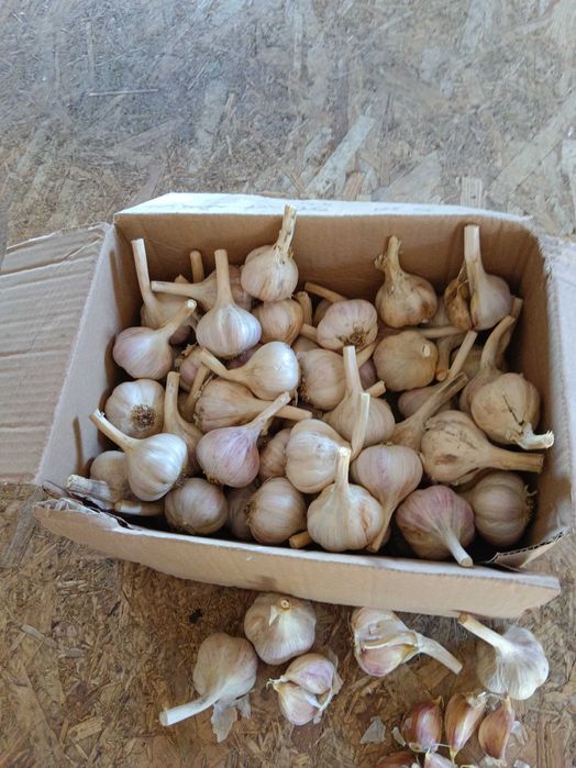 Czosnek Ornak 20 sztuk 5,0 cm przesyłka OLX Tanio!