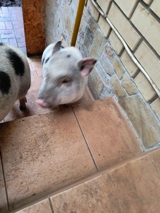 Віддам в добрі руки свинок