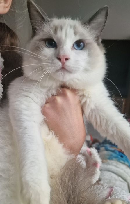 Kotka Ragdoll blue bicolor