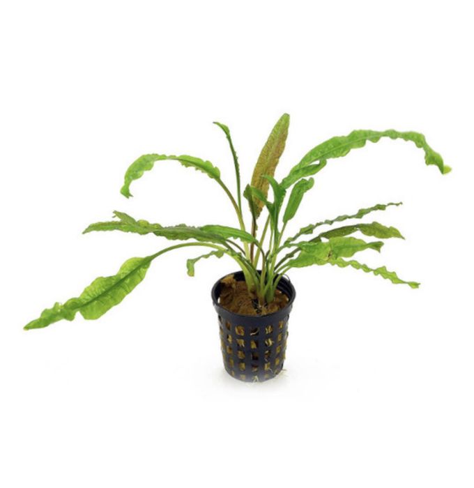 Plantas Cryptocoryne Wendtii Green, quantidade generosa! Só 2€