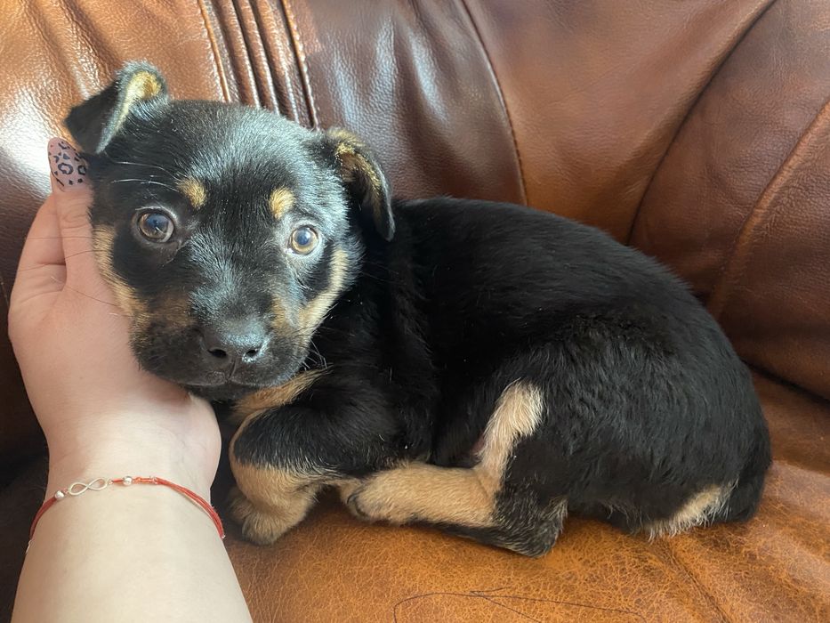 Szczeniaki do oddania pieski