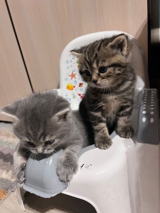 Котики шотландські