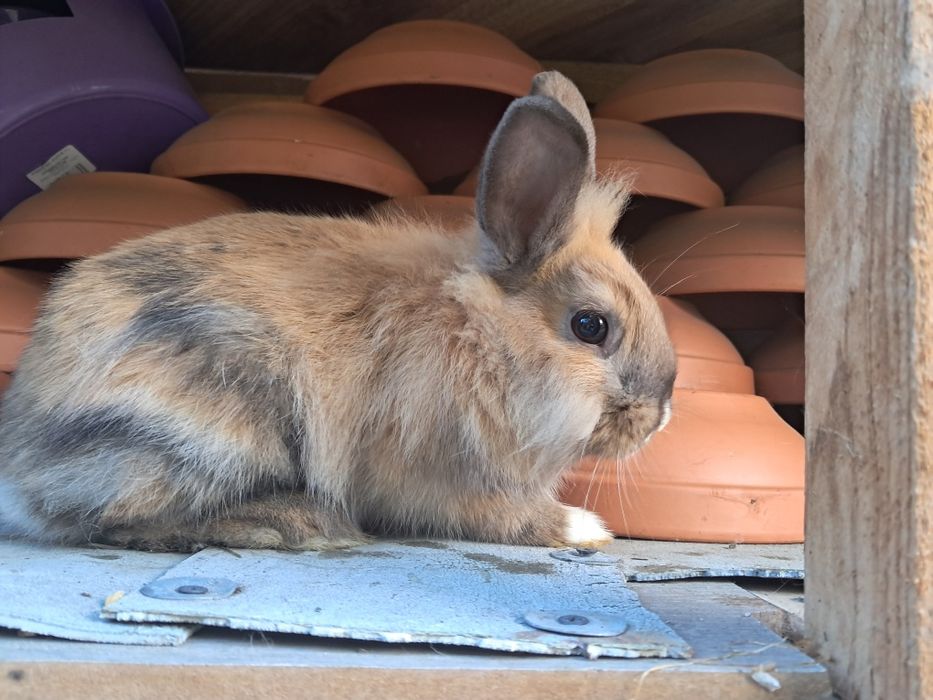 króliki miniaturki gotowe do odbioru