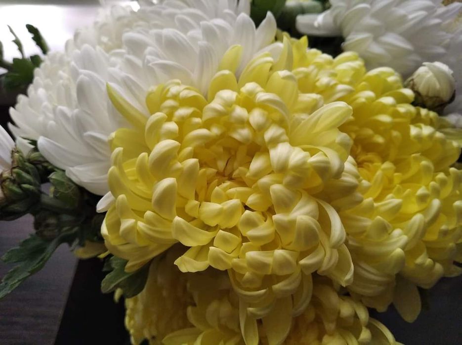 Ковиль трава. Хризантеми крупноквіткові!