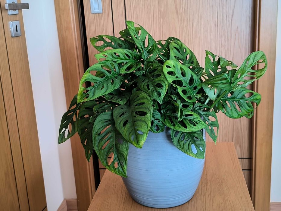 Costela-de-Adão Mini – com Folhagem Densa e Exuberante