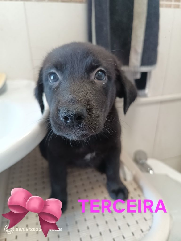 3 cadelinhas para Adoção