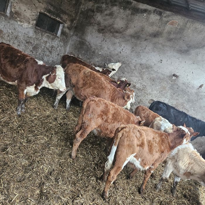 Sprzedam jałówki odsadki