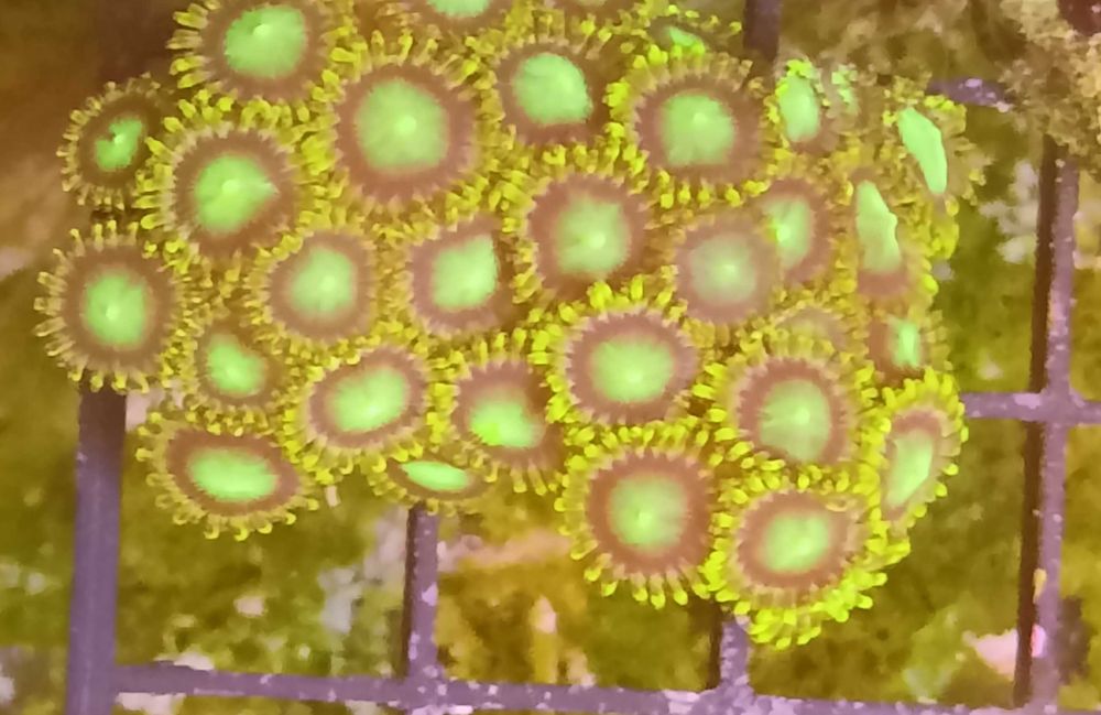 Zoa Zoanthus. Morskie