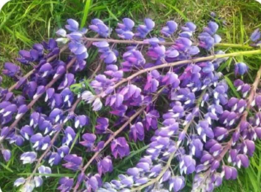 Люпин насіння (сидерати)