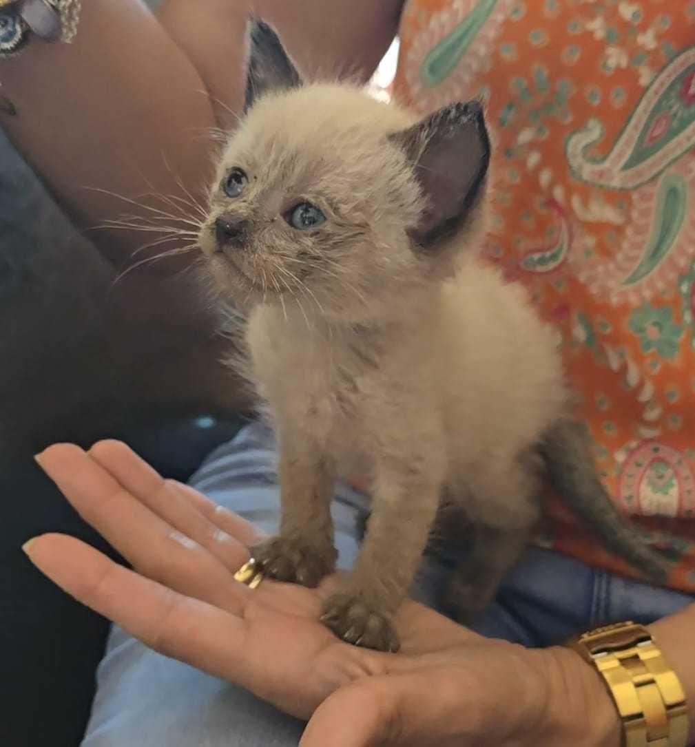 Adoçao responsavel de gatinhos