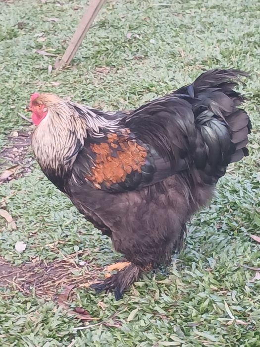 Galinhas  ,galos  brahmas