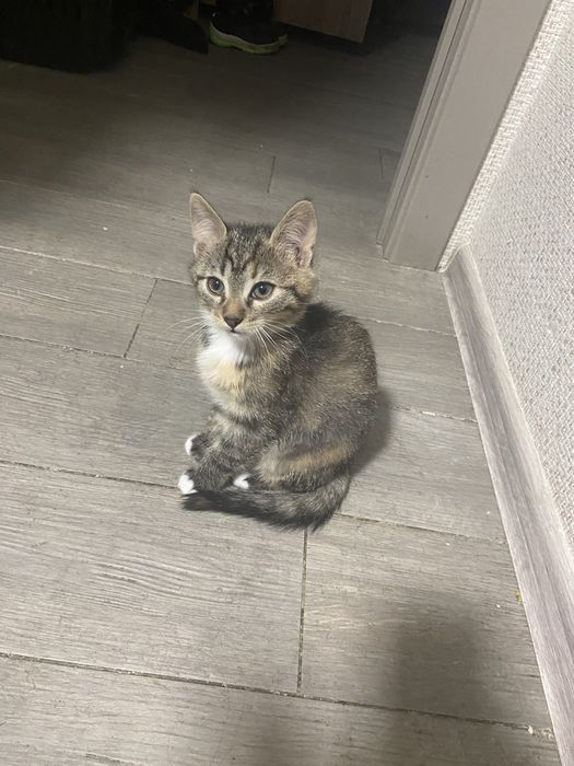 Кошеня в хороші руки