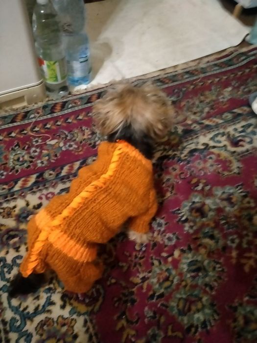 Толстовка для собачки