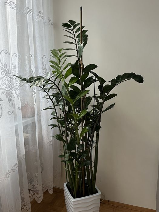 Kwiat Zamiokulkas 1.5 metra