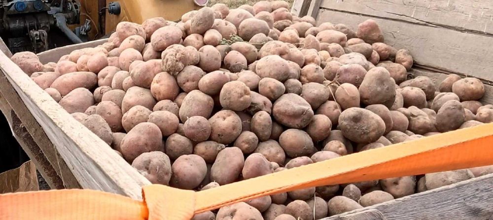 Sprzedam ziemniaki jadalne