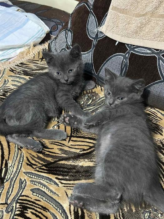 Британські кошенята