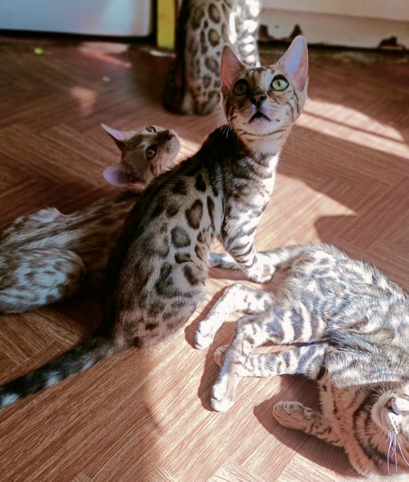 Бенгальські котики