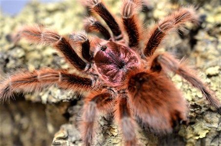 Паук Grammostola rosea самкаL8-9