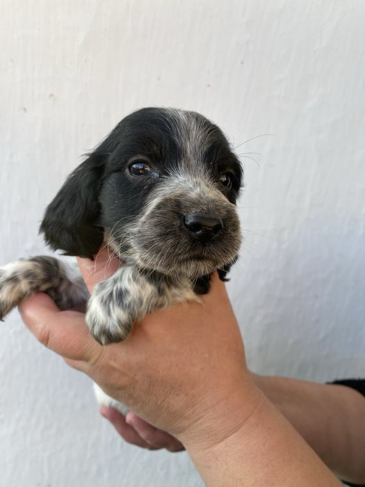 Продам цуценят руского спанієля