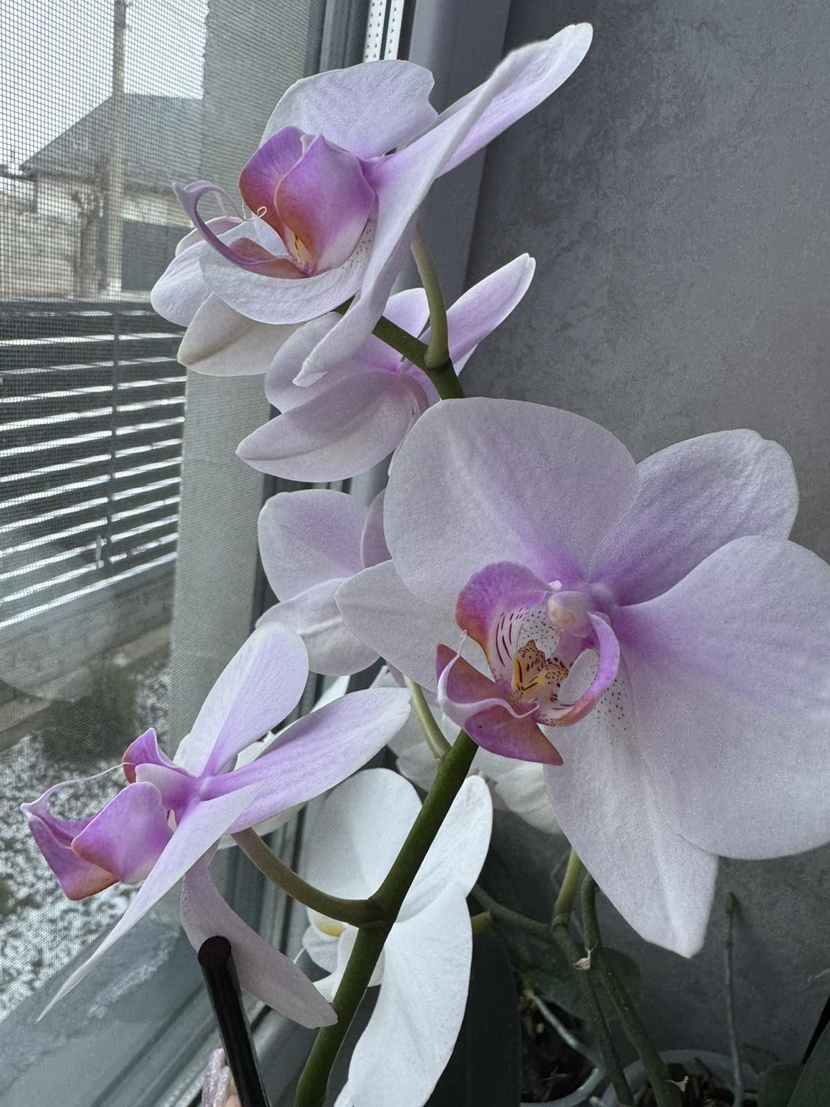 Продам власні орхідеї