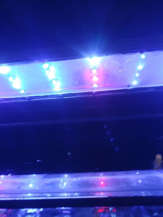 Akwarium z życiem pyszczaki pokrywa lampa 120x40x50