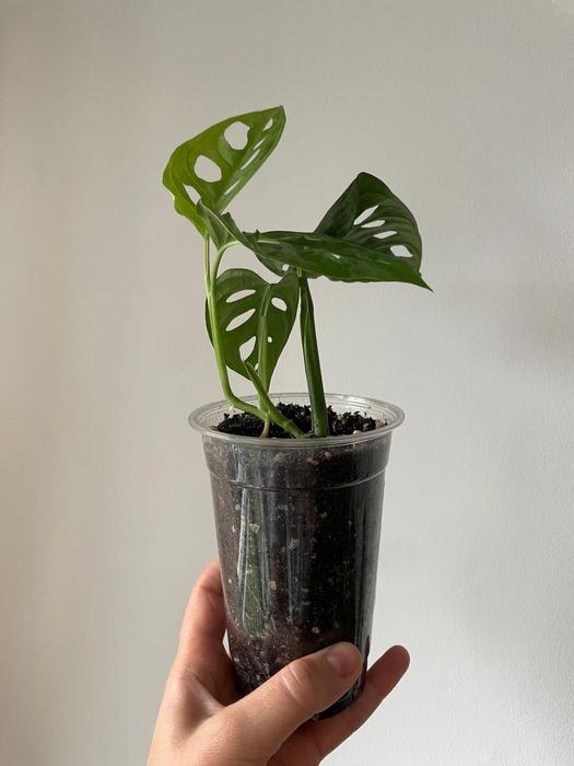 Monstera Monkey Mask