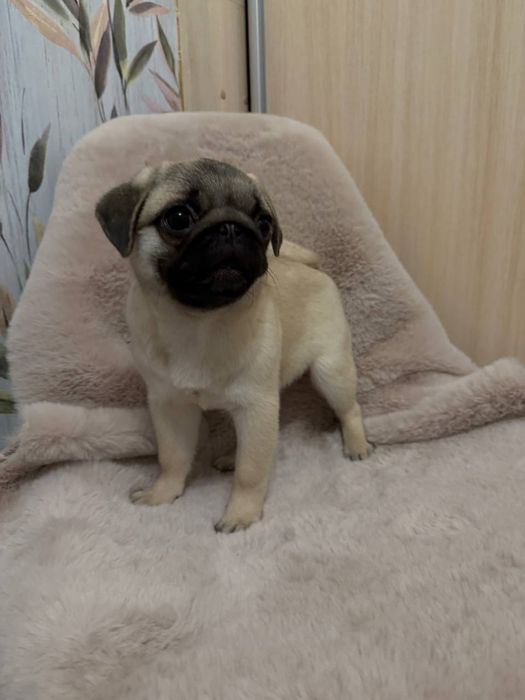 Лапушки милашки мопсяшки