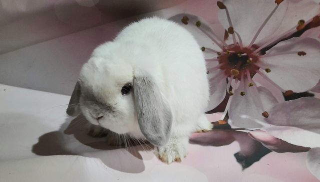 Mini lop królik miniaturka, hodowla zarejestrowana