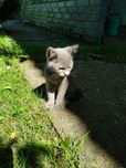 Кошеня (дівчинка) безкоштовно, киця