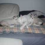 Tenho dois gatinhos para adoção