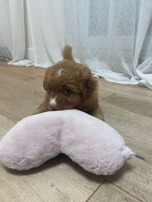 nova scotia duck tolling retriever