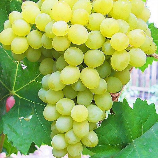 Саженцы винограда