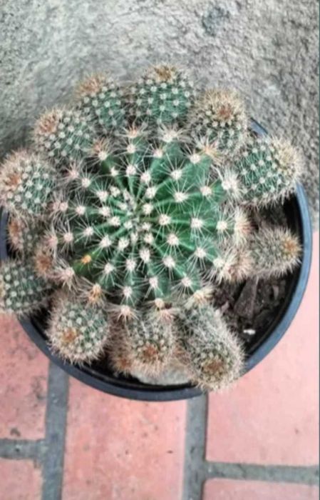 Cacto Bola (com rebentos)