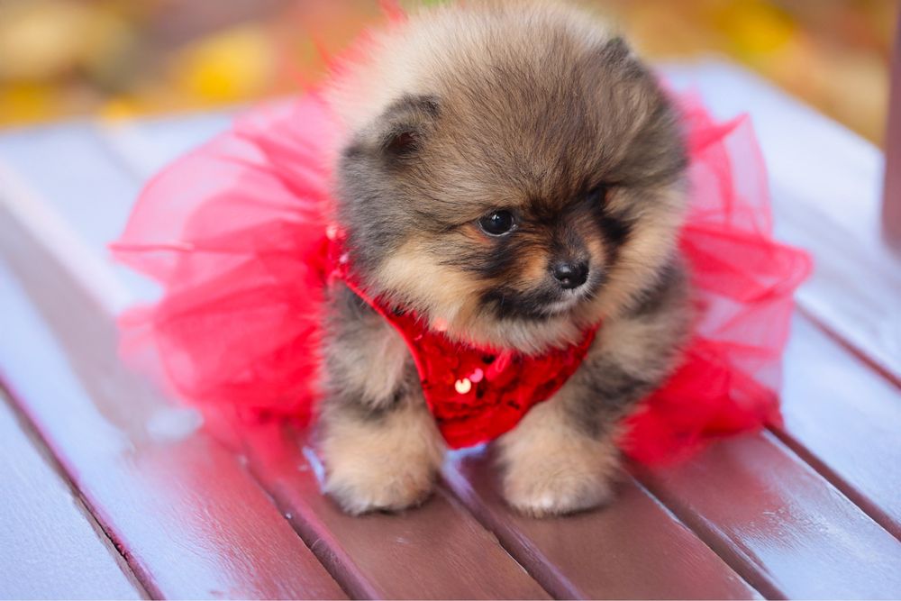 Malutka sunia miś szpic miniaturowy pomeranian ZKwP FCI
