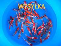 Karpie koi do oczka wodnego legalna szybka wysyłka
