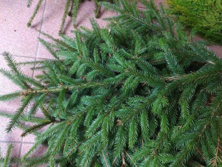 gałęzie świerk stroisz świeży 5 kg na stroiki wianki wieńce