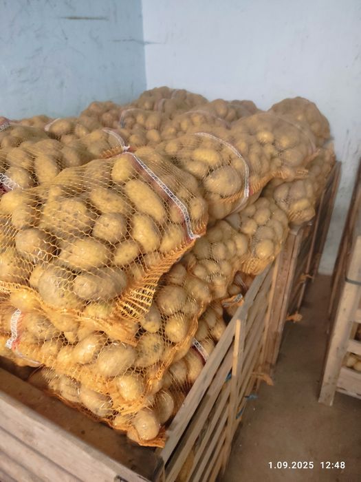 Ziemniaki bardzo smaczne  tylko 15 zł za 15 kg