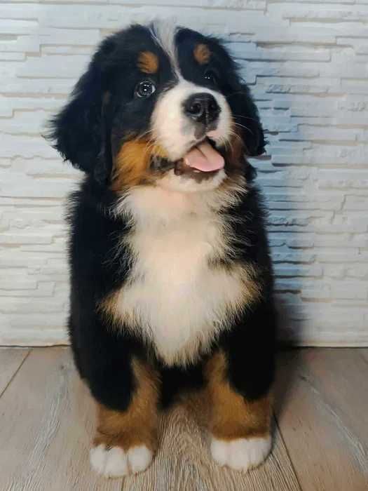 Bouvier Bernois disponível